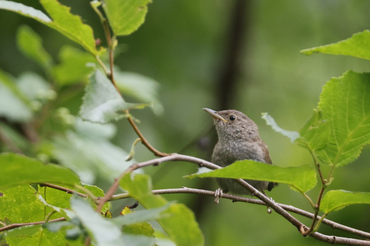 Northern House Wren - ML639676797