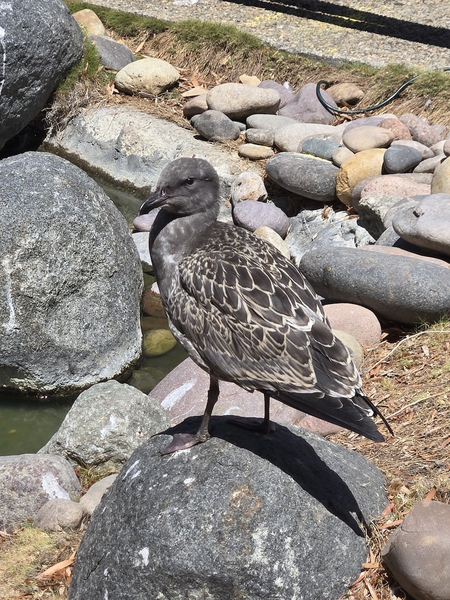 Western Gull - ML639676811