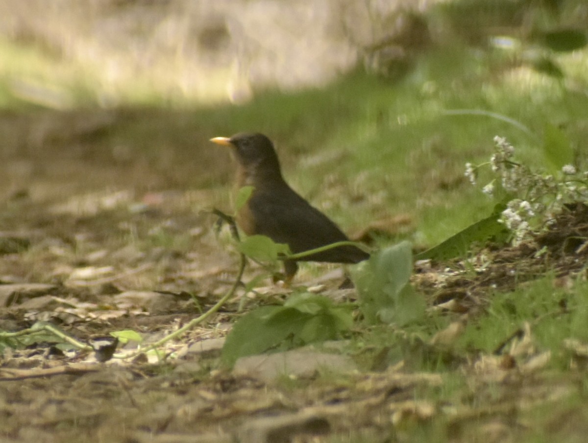 Rufous-collared Robin - ML639676843