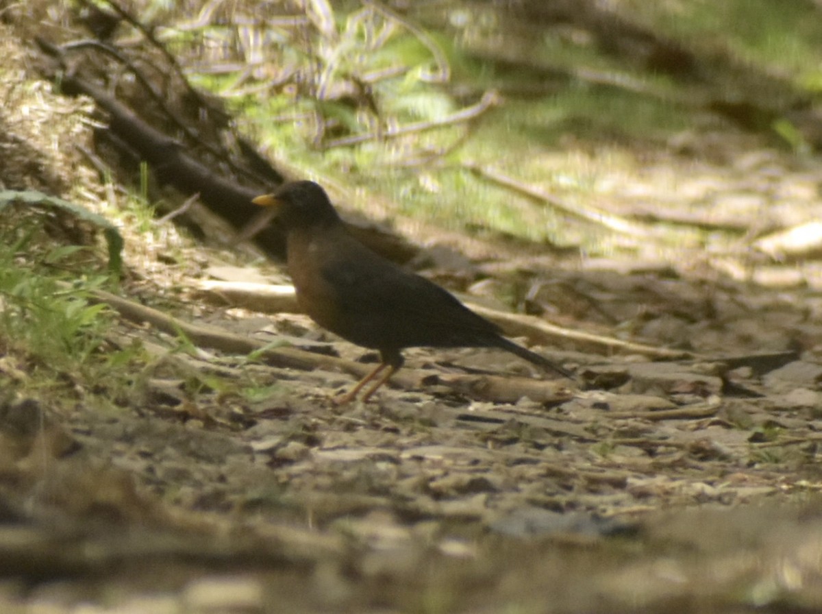 Rufous-collared Robin - ML639676844