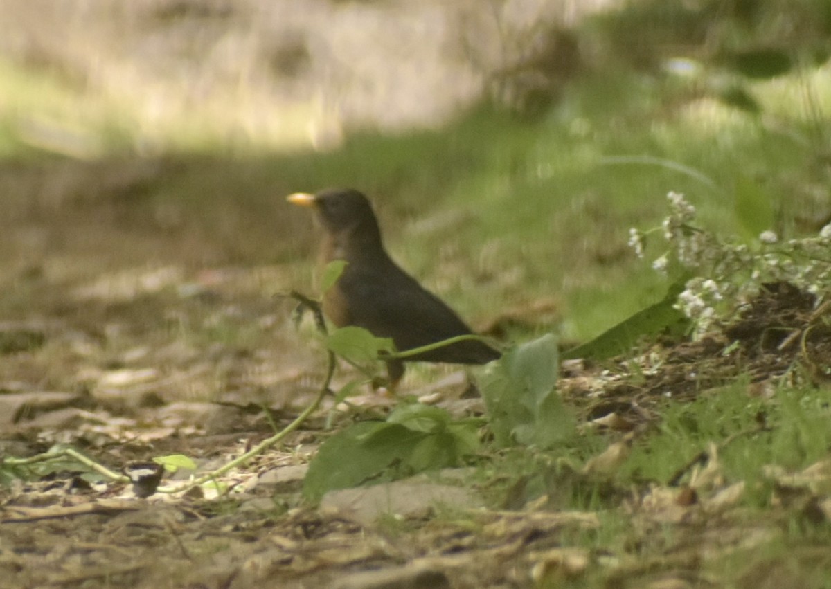Rufous-collared Robin - ML639676845