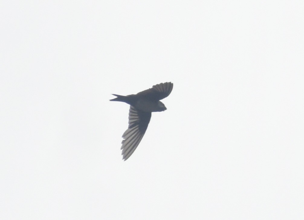 Black-capped Swallow - ML639676864