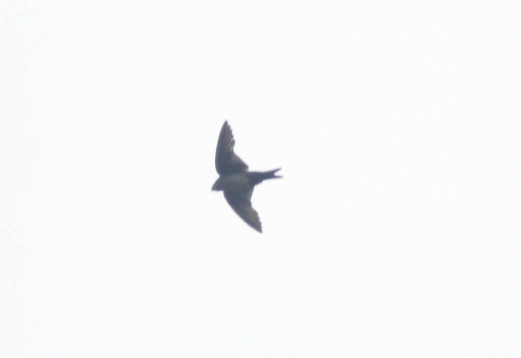 Black-capped Swallow - ML639676865