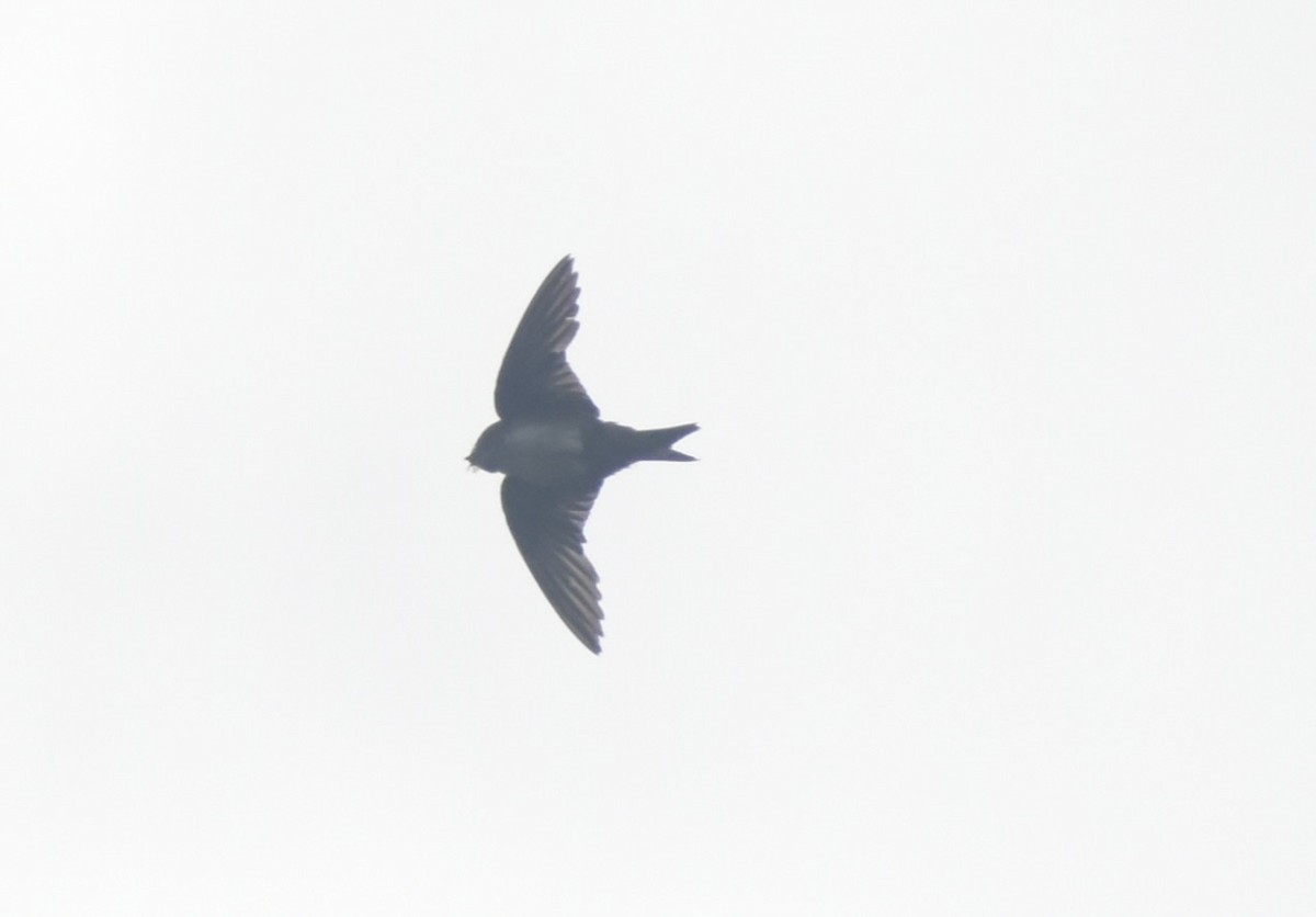 Black-capped Swallow - ML639676866