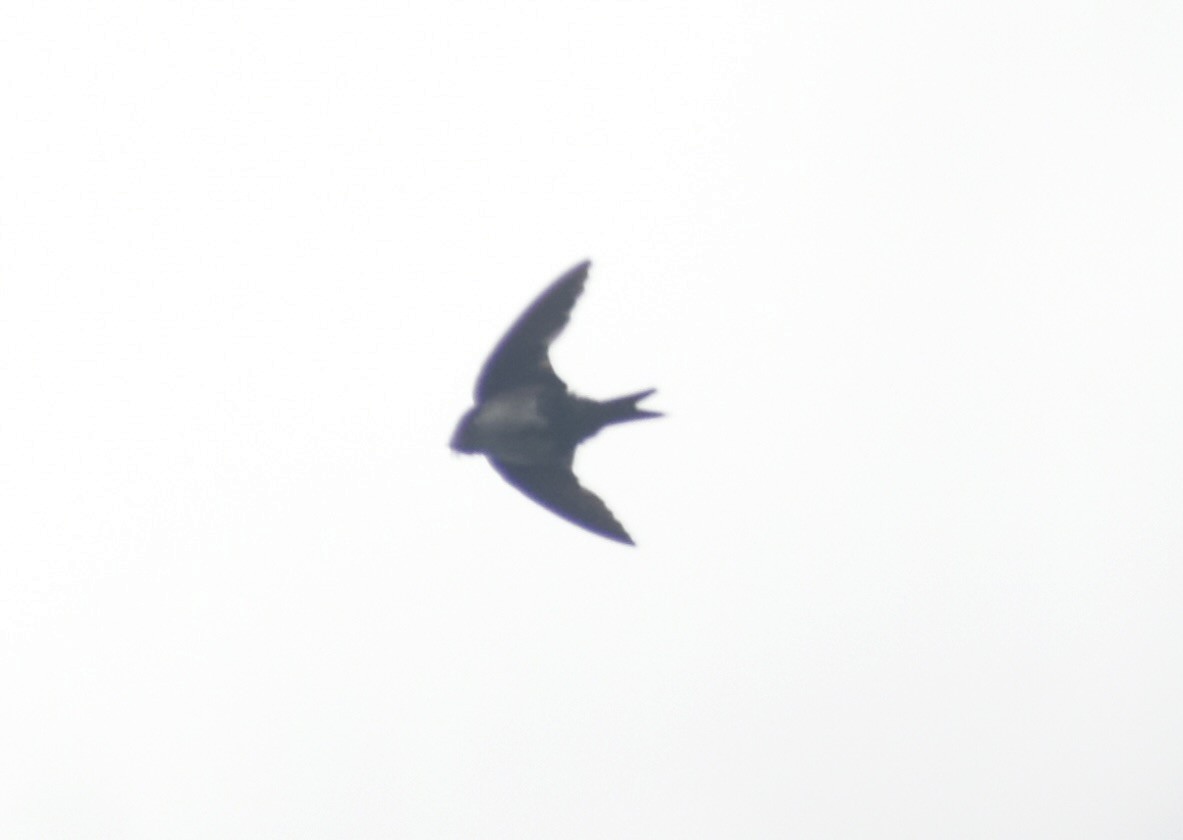 Black-capped Swallow - ML639676867
