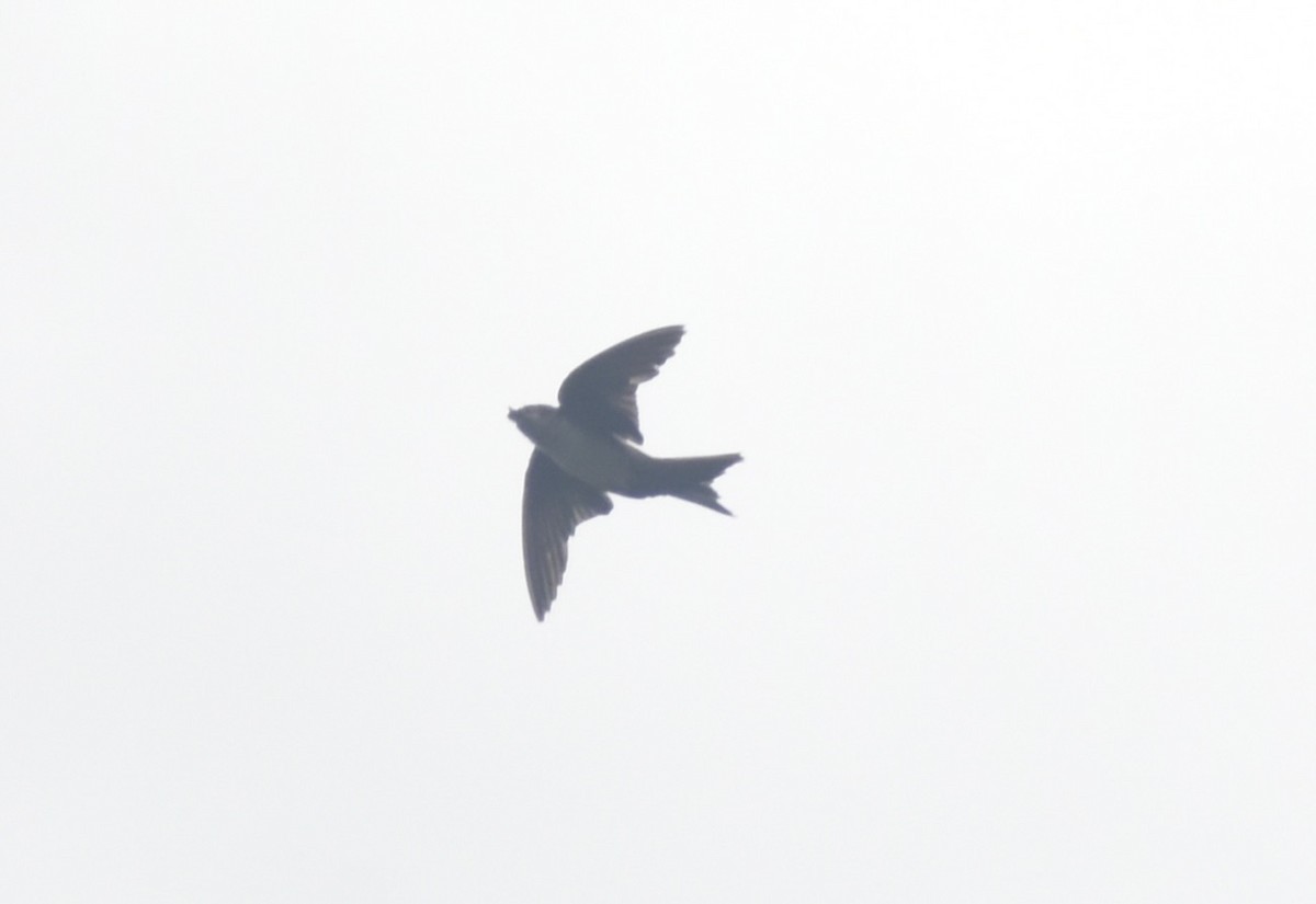 Black-capped Swallow - ML639676868