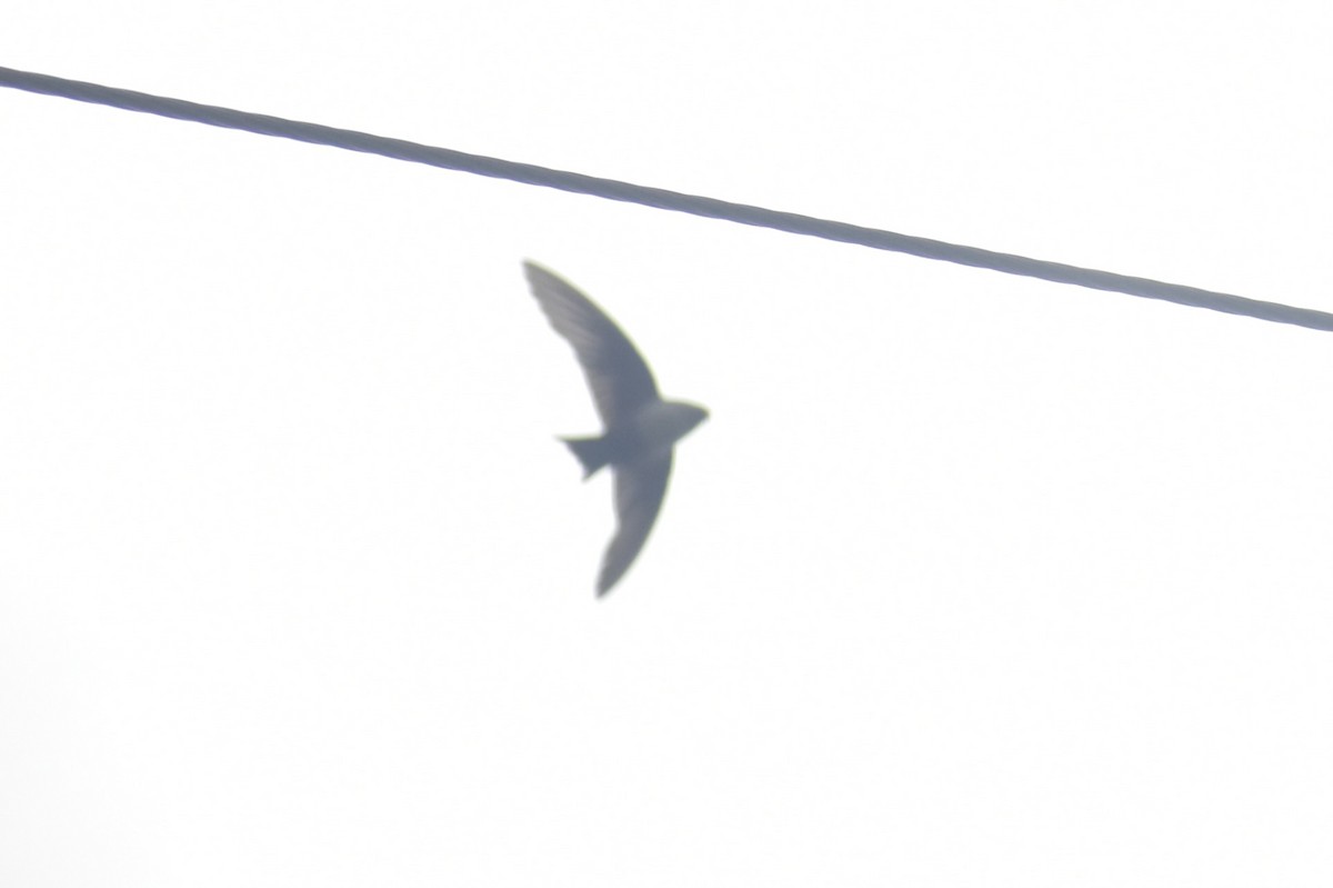 Black-capped Swallow - ML639676869