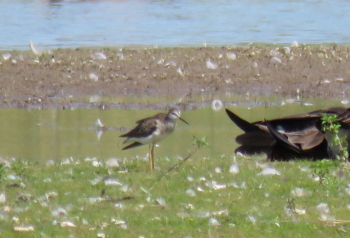 Lesser Yellowlegs - ML639676938