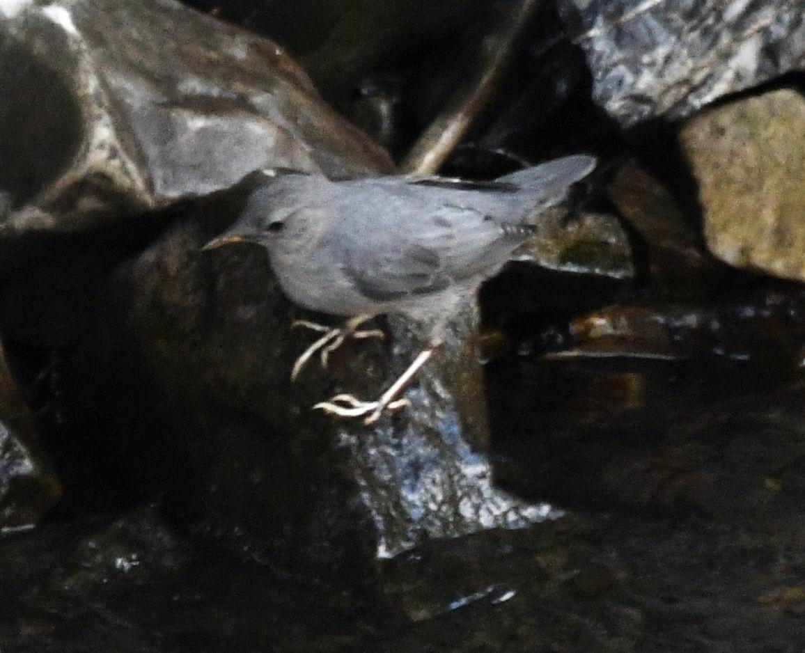 American Dipper - ML639676951