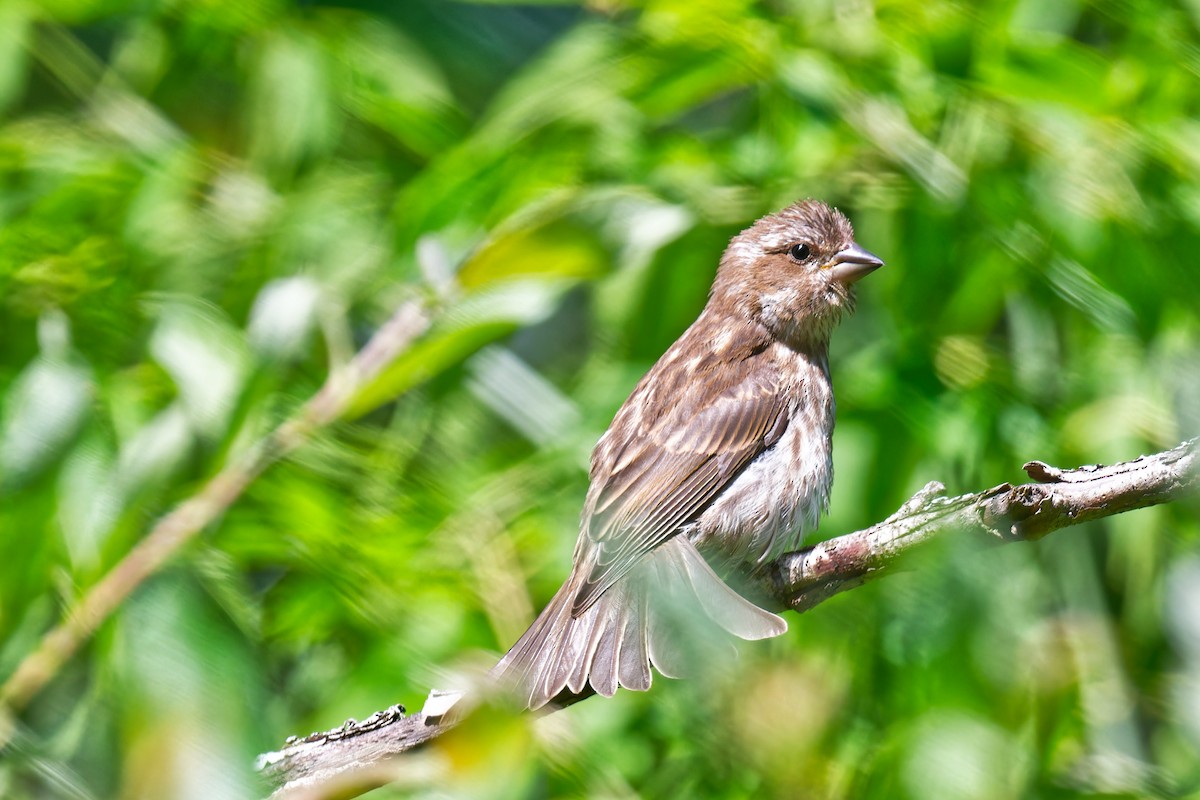Purple Finch - ML639676963