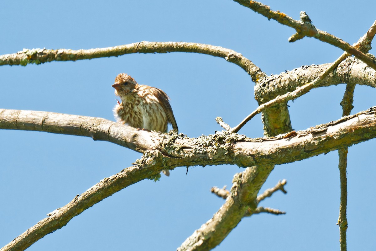 Purple Finch - ML639676964