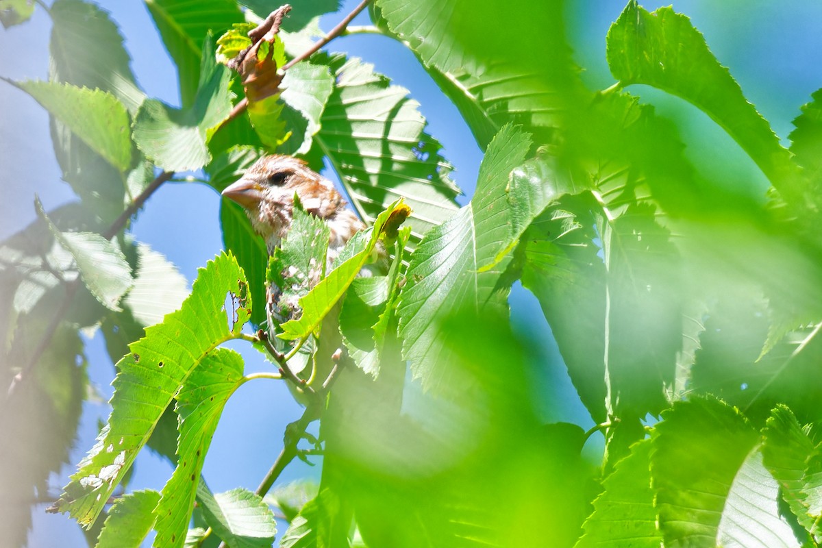 Purple Finch - ML639676965
