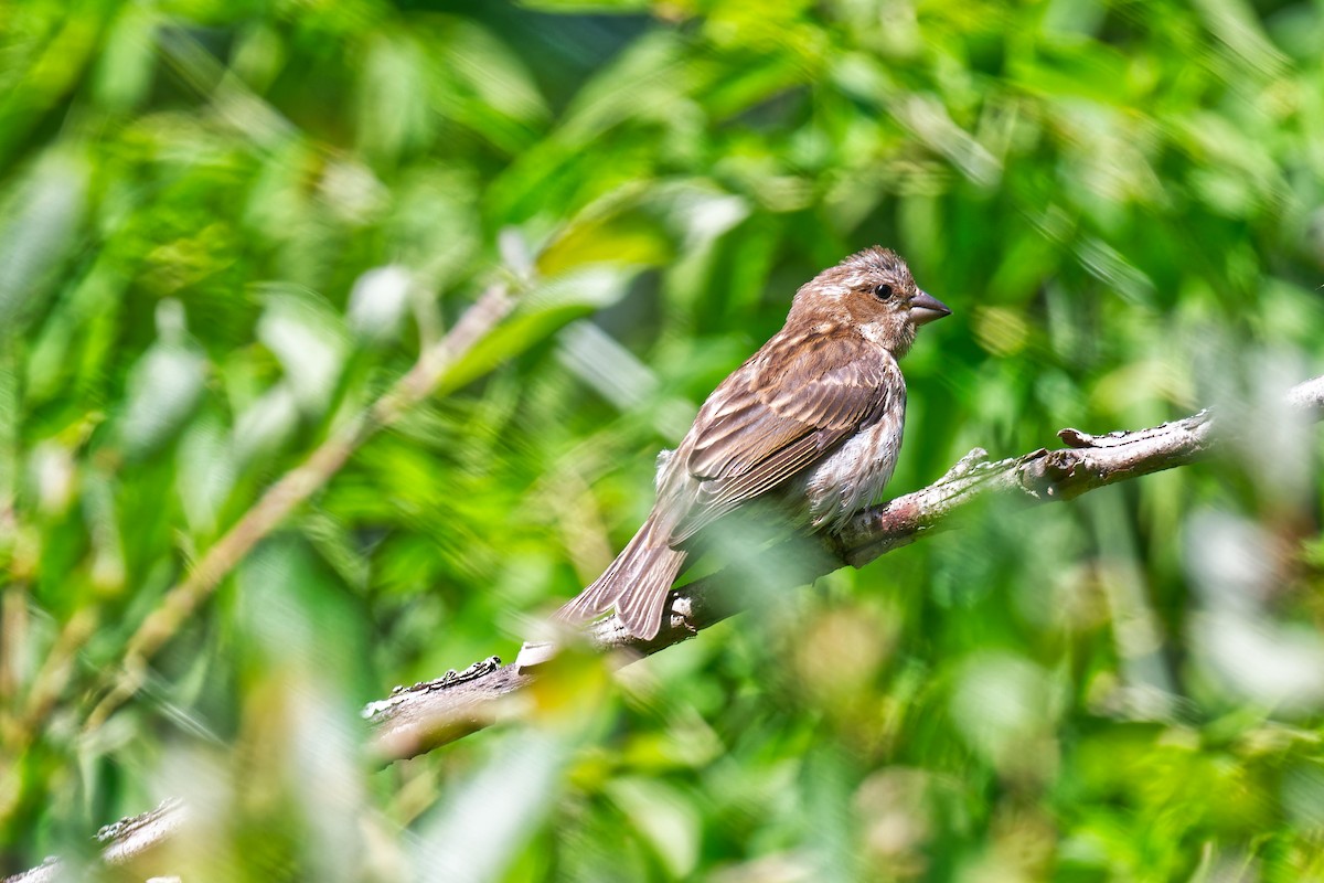 Purple Finch - ML639676966