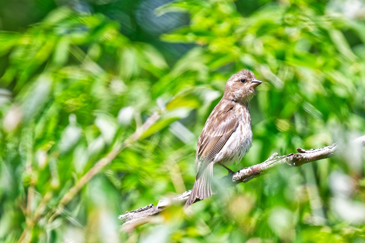 Purple Finch - ML639676967