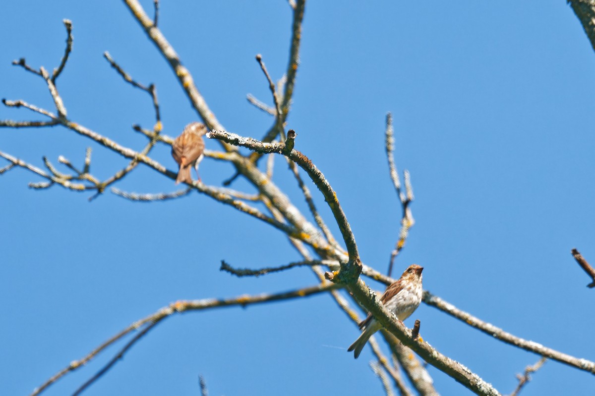 Purple Finch - ML639676978