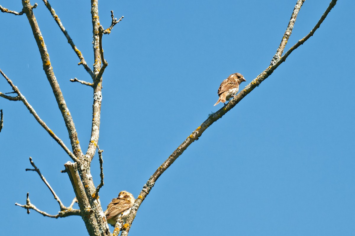 Purple Finch - ML639676979