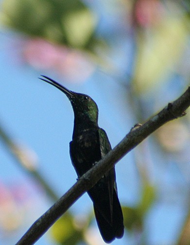 Hispaniolan Mango - ML639676987
