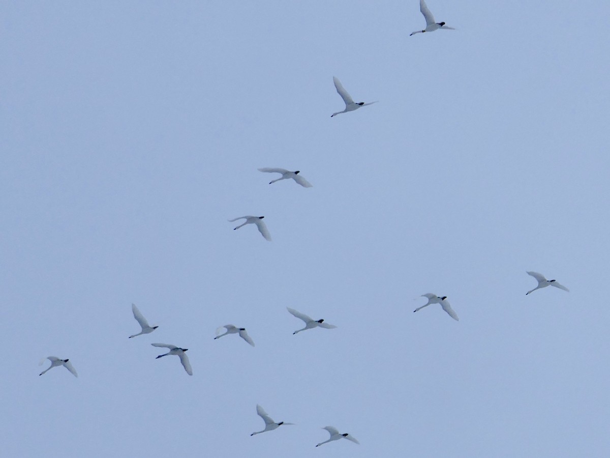Tundra Swan - ML639676999