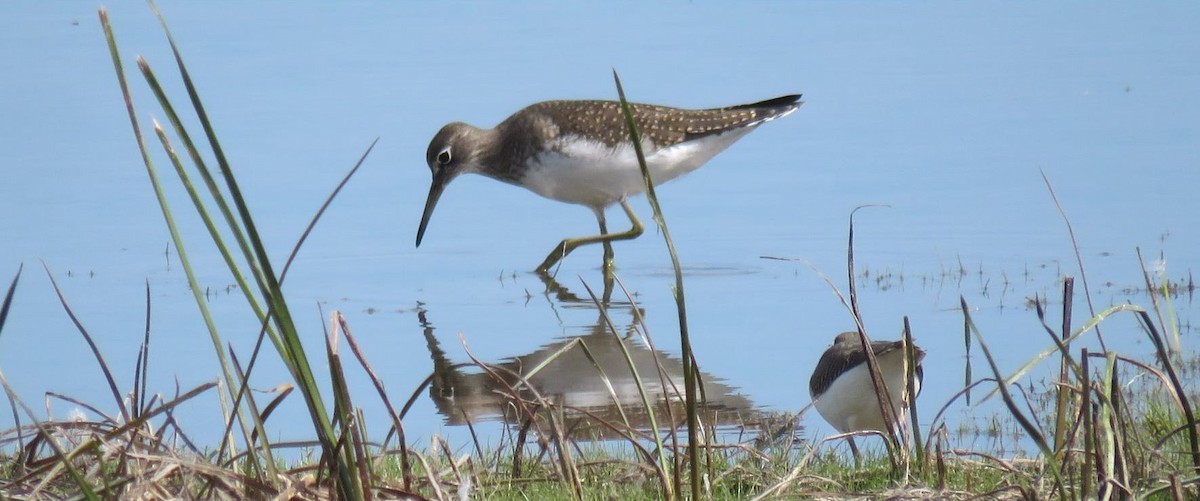 Solitary Sandpiper - ML639677063