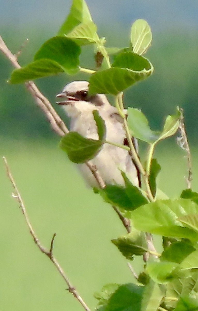 Loggerhead Shrike - ML639677104