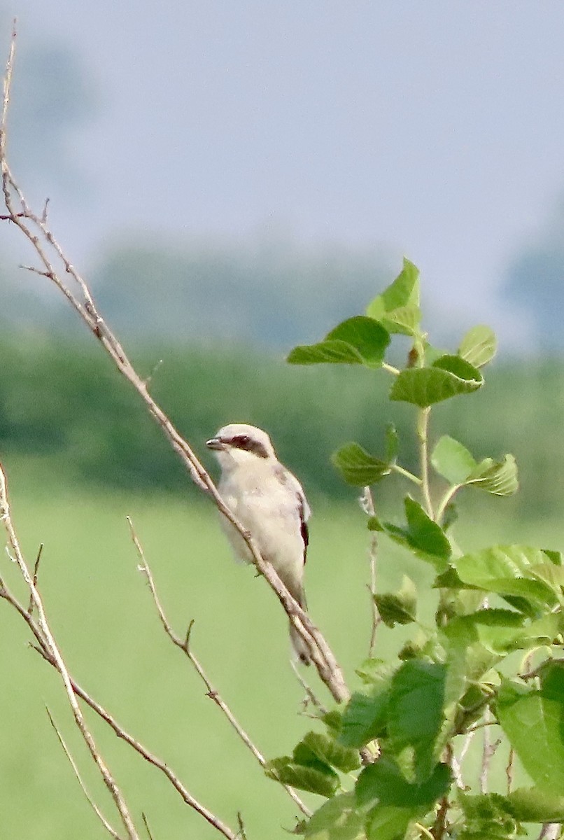 Loggerhead Shrike - ML639677105