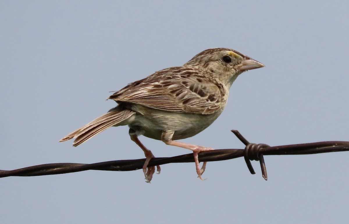 Grasshopper Sparrow - ML639677113