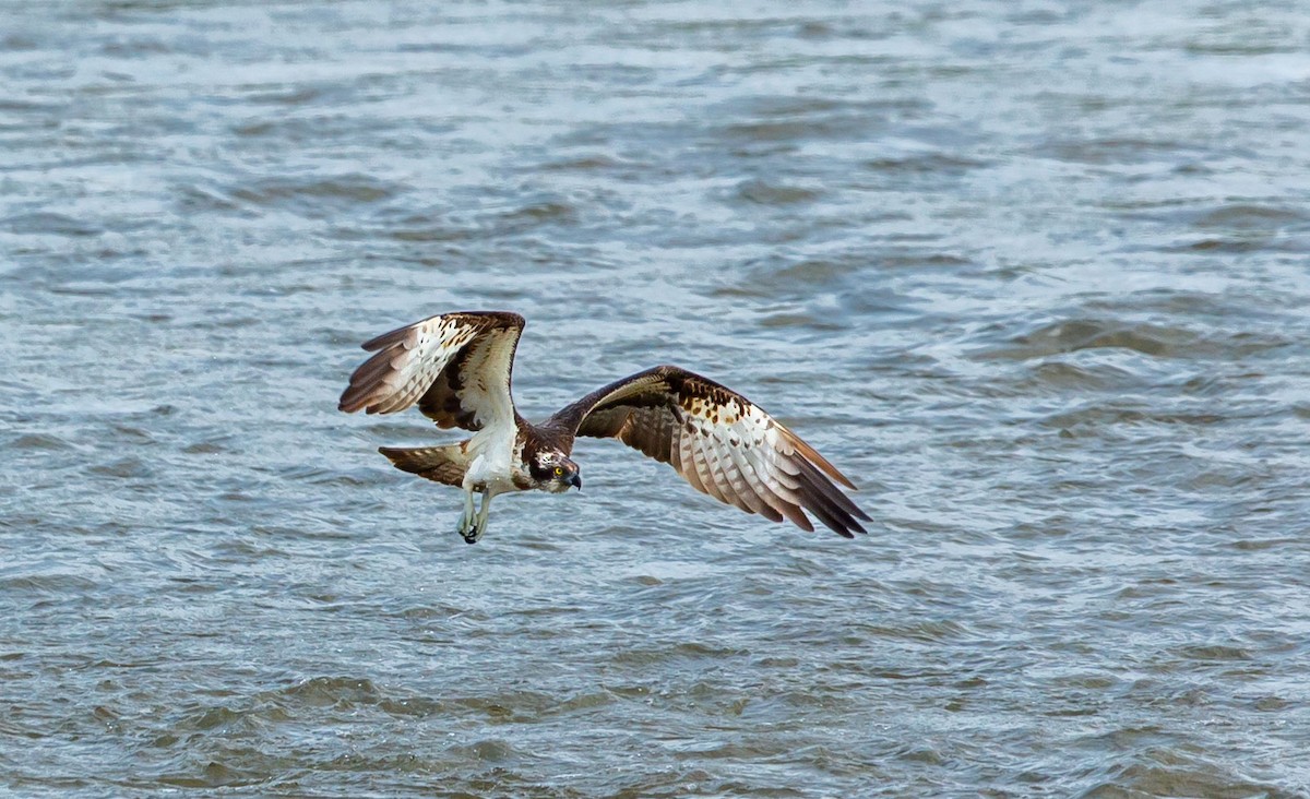 Osprey (Eurasian) - ML639677122