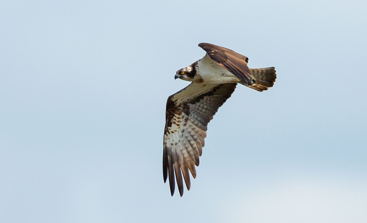 Osprey (Eurasian) - ML639677158