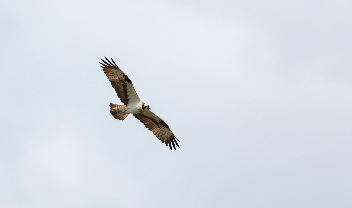 Osprey (Eurasian) - ML639677182