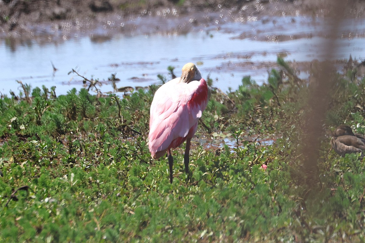 Roseate Spoonbill - ML639677183
