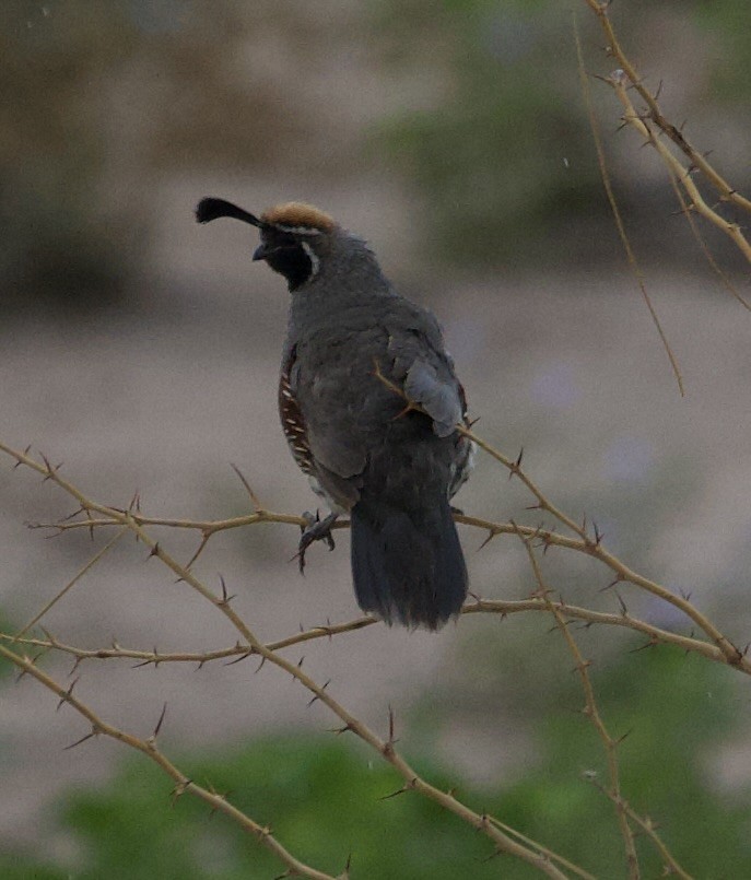 Gambel's Quail - ML639677326