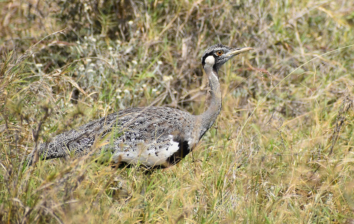 Hartlaub's Bustard - ML639677366