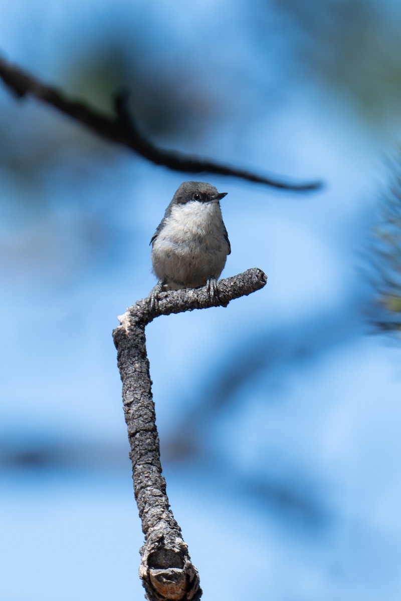 Pygmy Nuthatch - ML639677392