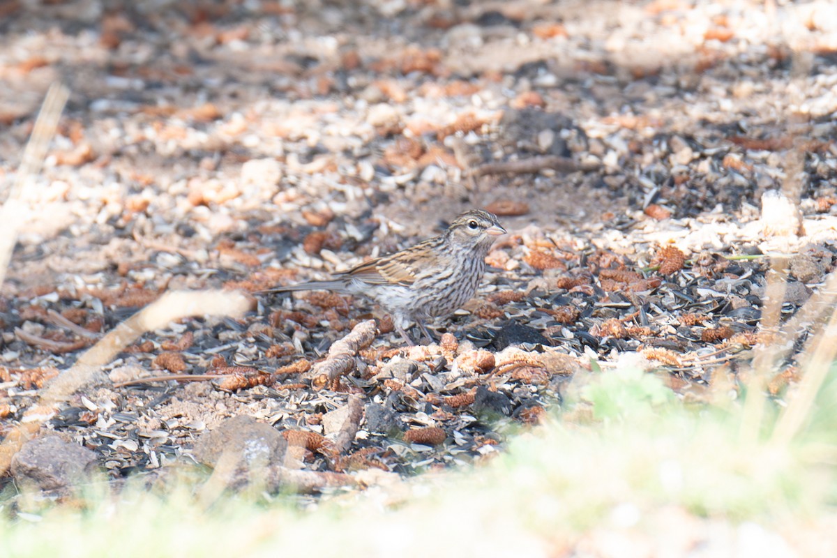 new world sparrow sp. - ML639677398