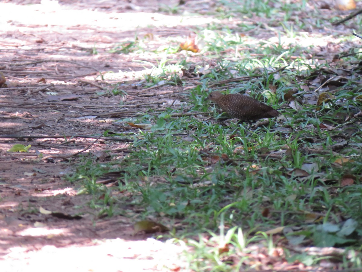 Buff-spotted Flufftail - ML639677412