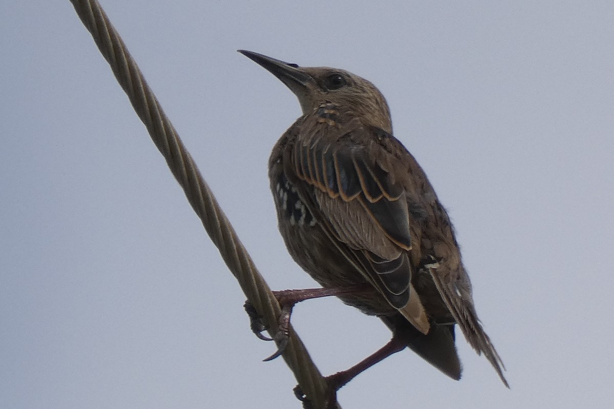 歐洲椋鳥 - ML639677504