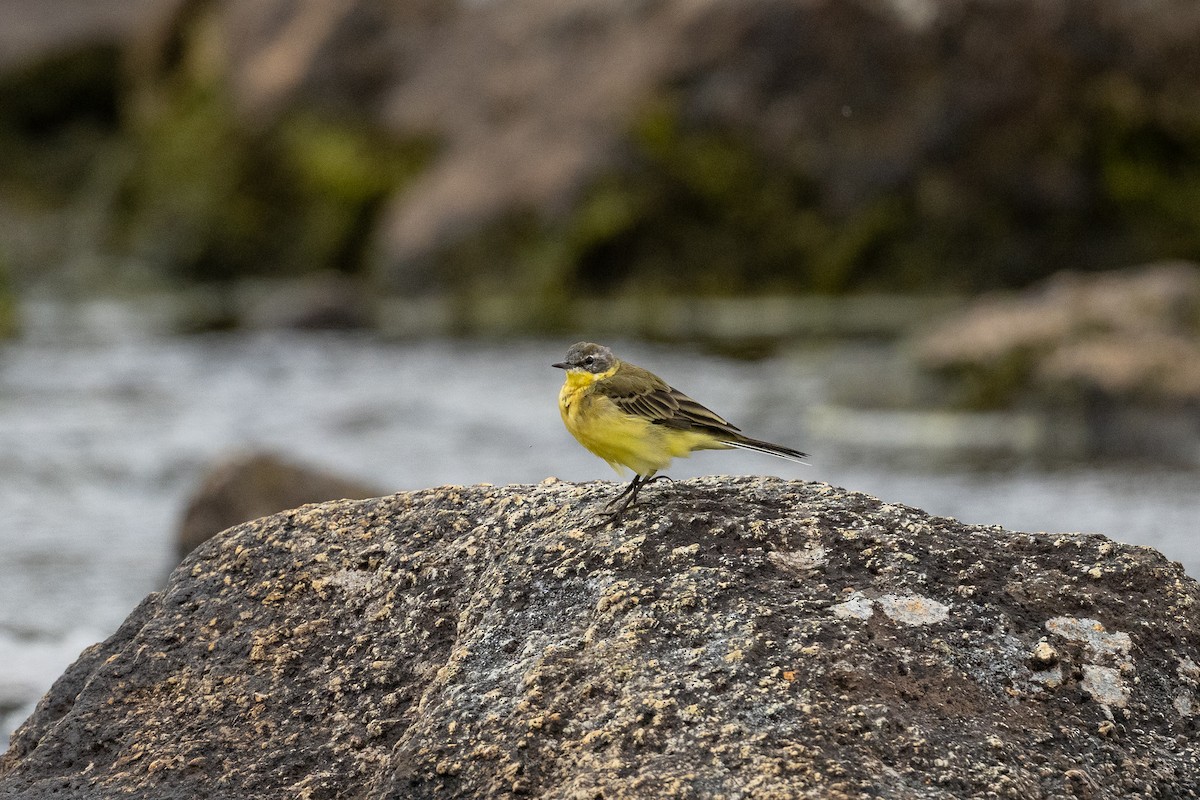 Western Yellow Wagtail (thunbergi) - ML639677509