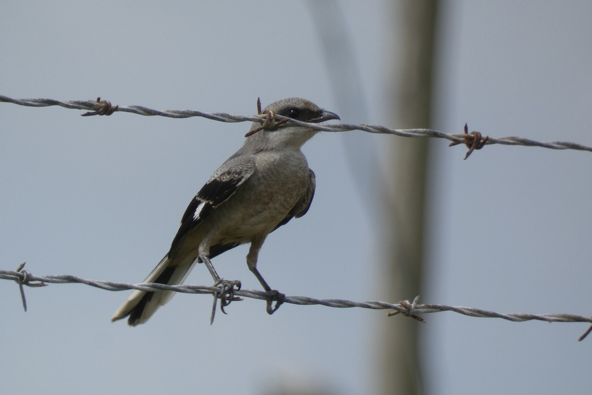 Loggerhead Shrike - ML639677516