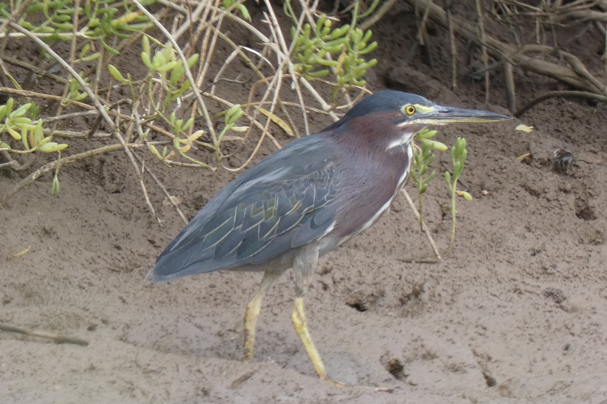 Green Heron - ML639677524