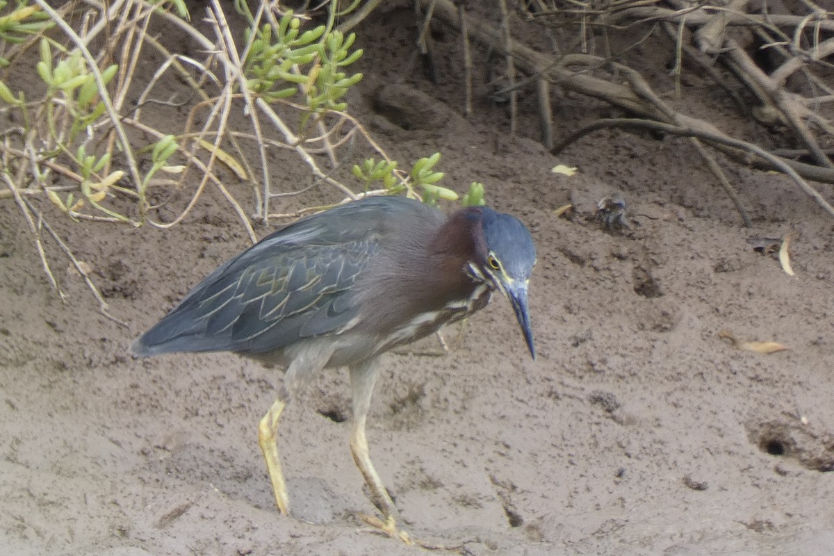 Green Heron - ML639677525
