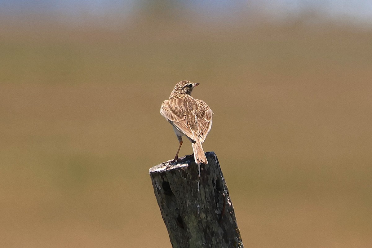 Hellmayr's Pipit - ML639677608