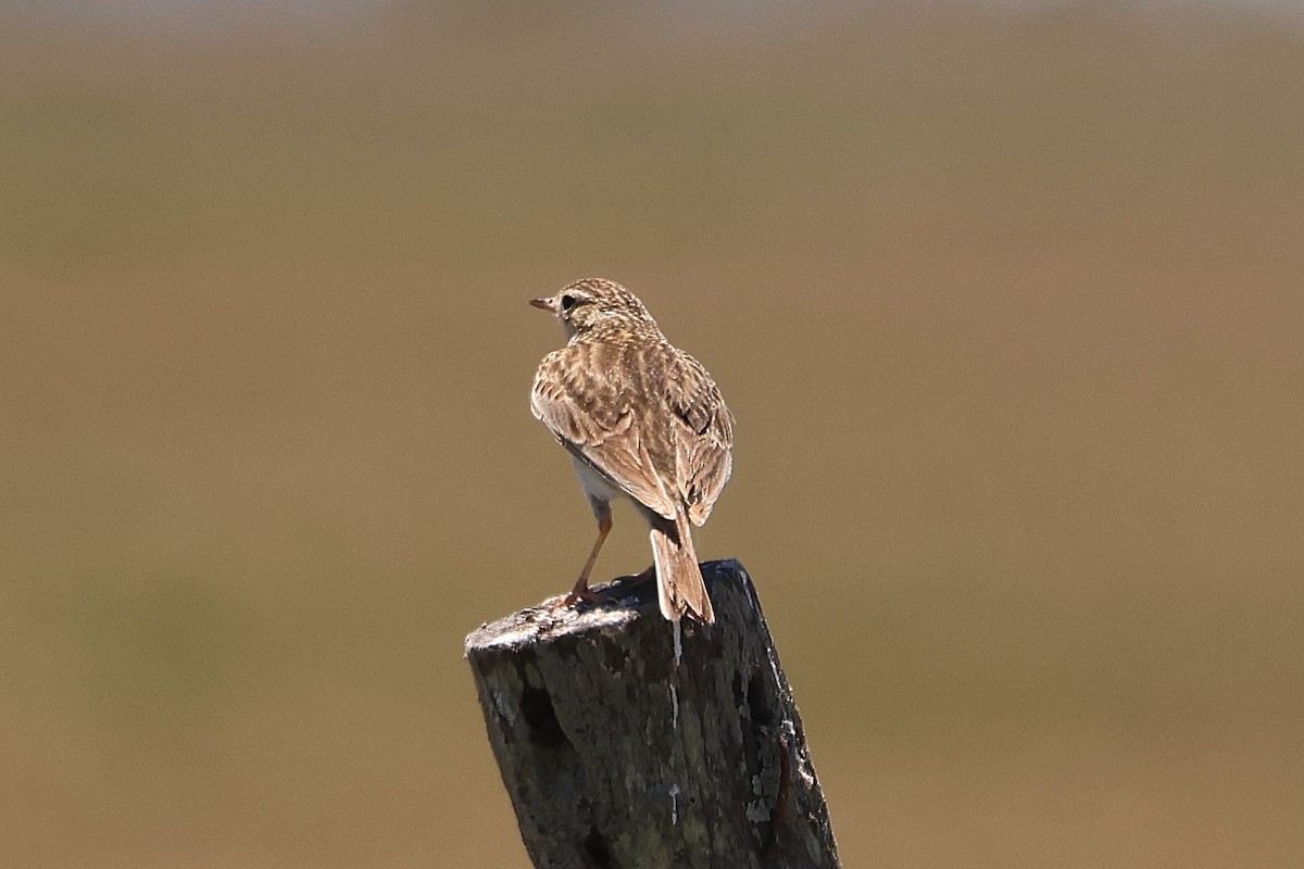 Hellmayr's Pipit - ML639677609