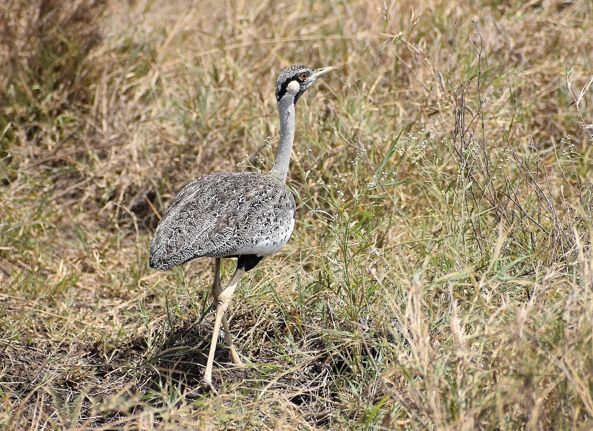 Hartlaub's Bustard - ML639677637