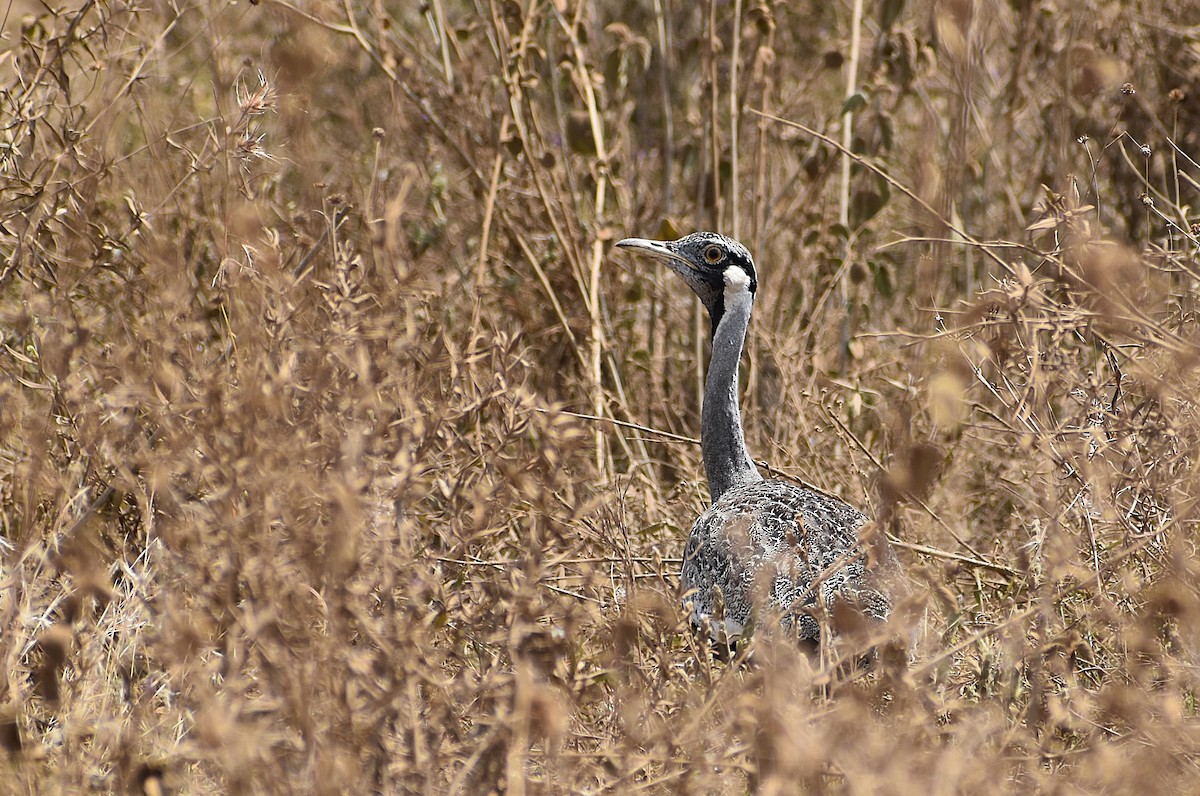 Hartlaub's Bustard - ML639677648