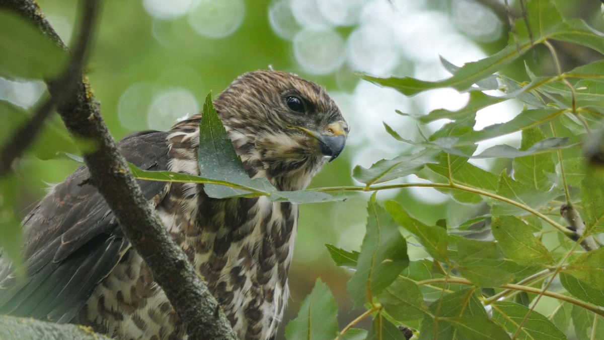 Levant Sparrowhawk - ML639677668