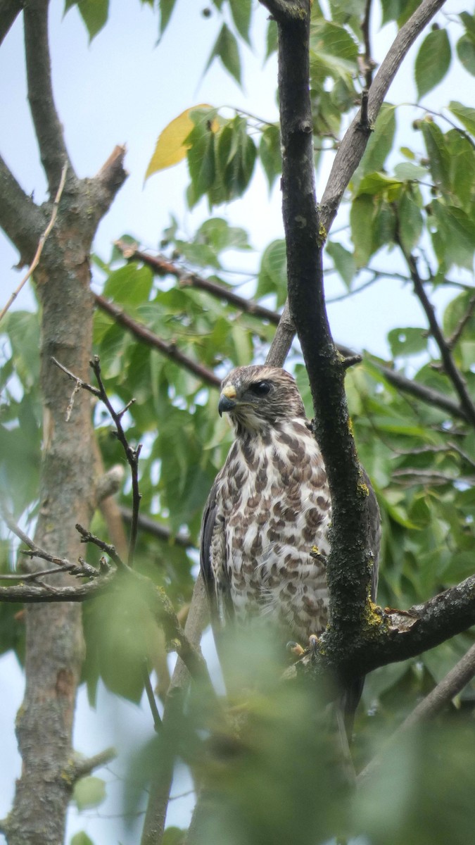 Levant Sparrowhawk - ML639677702