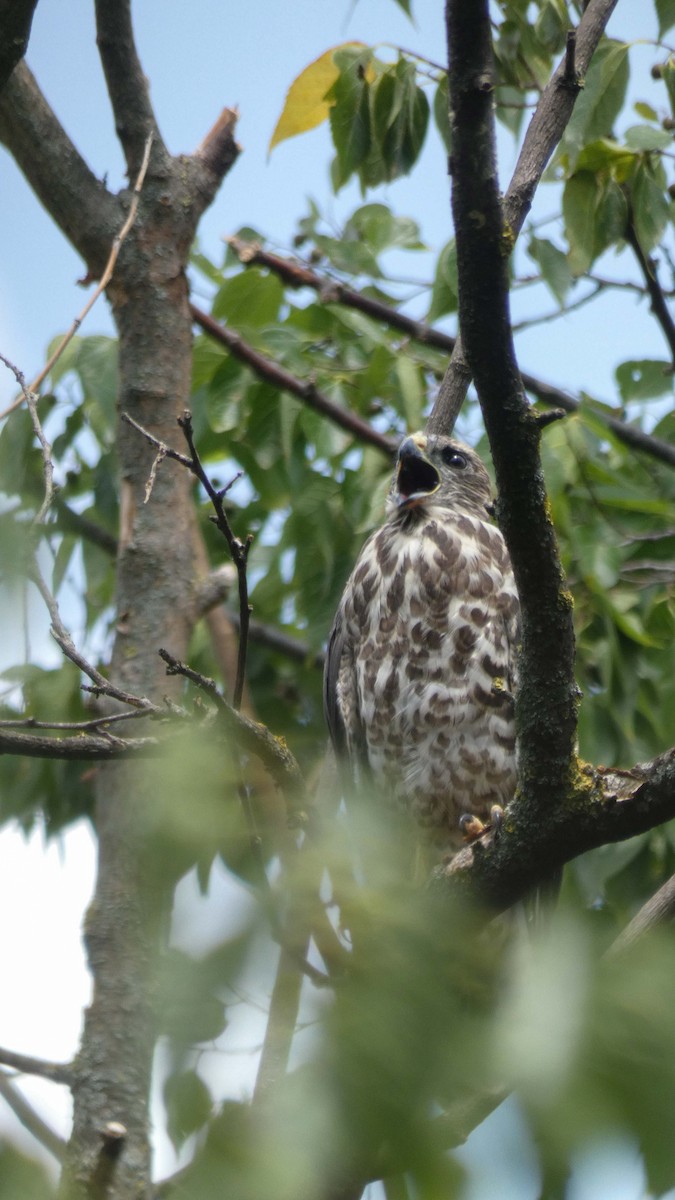 Levant Sparrowhawk - ML639677706