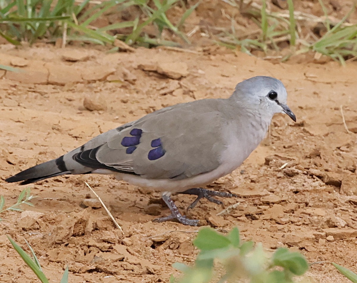 Black-billed Wood-Dove - ML639677717