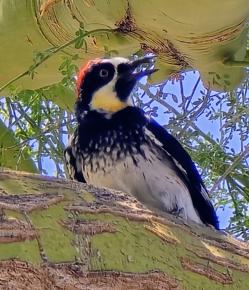 Acorn Woodpecker - ML639677722