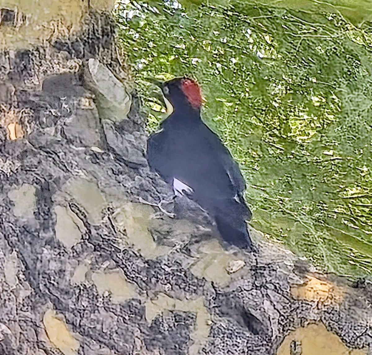 Acorn Woodpecker - ML639677735